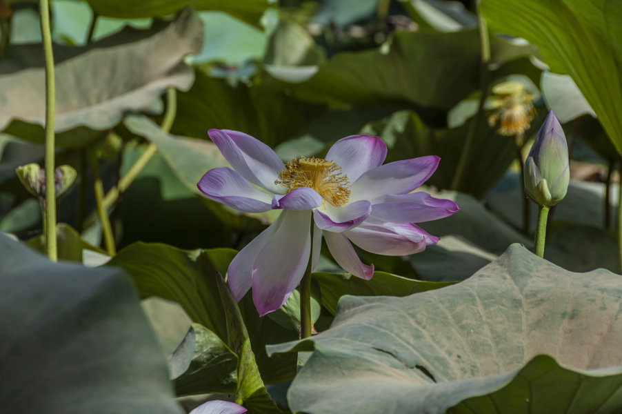 Nenúfar - India